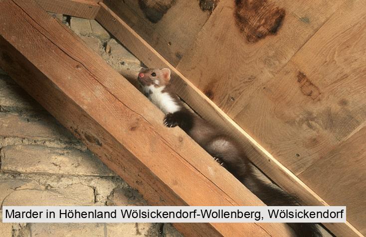 Marder in Höhenland Wölsickendorf-Wollenberg, Wölsickendorf